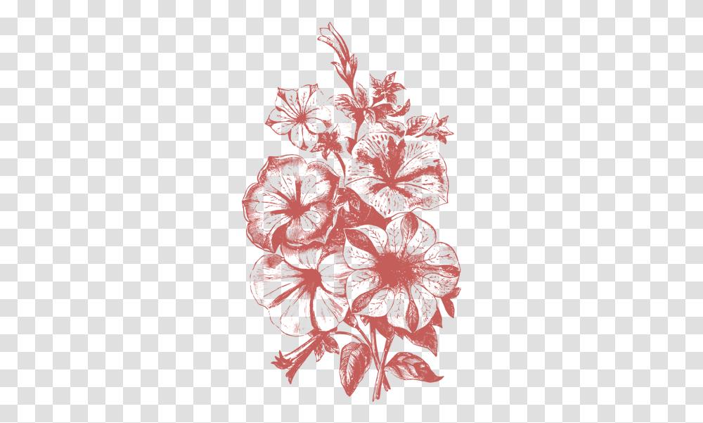 Plant Illustrations Vol Flower Illustration Vector, Hibiscus, Blossom Transparent Png