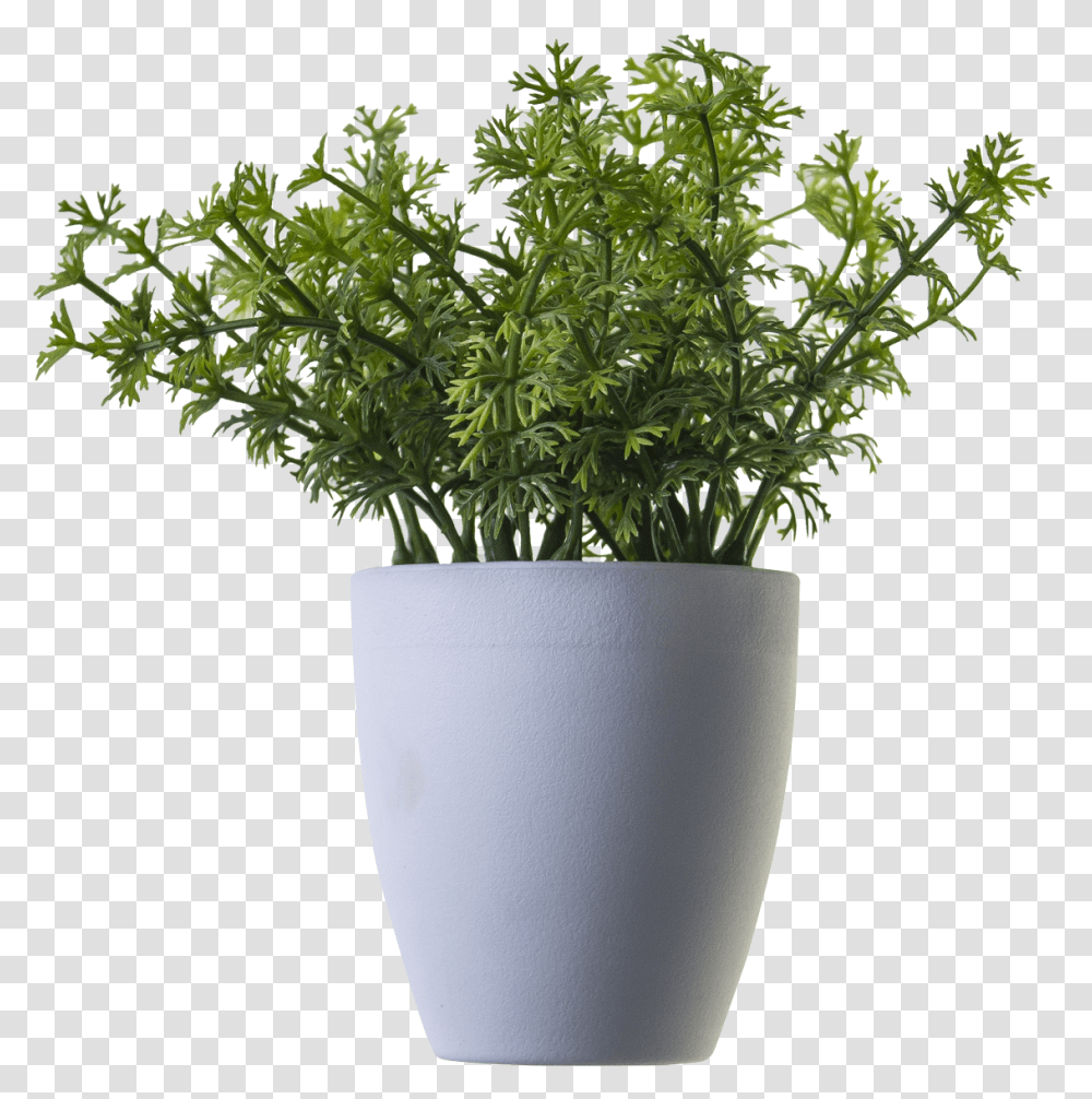 Plant Image Plant In Pot, Vase, Jar, Pottery, Potted Plant Transparent Png
