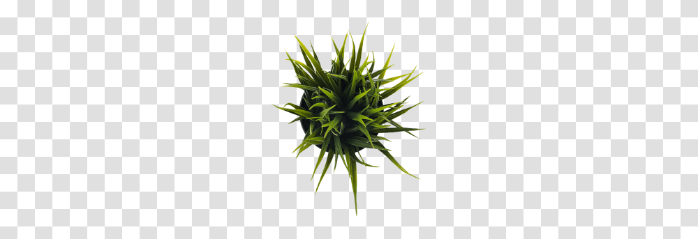 Plant Image, Vegetation, Flower, Blossom, Aloe Transparent Png