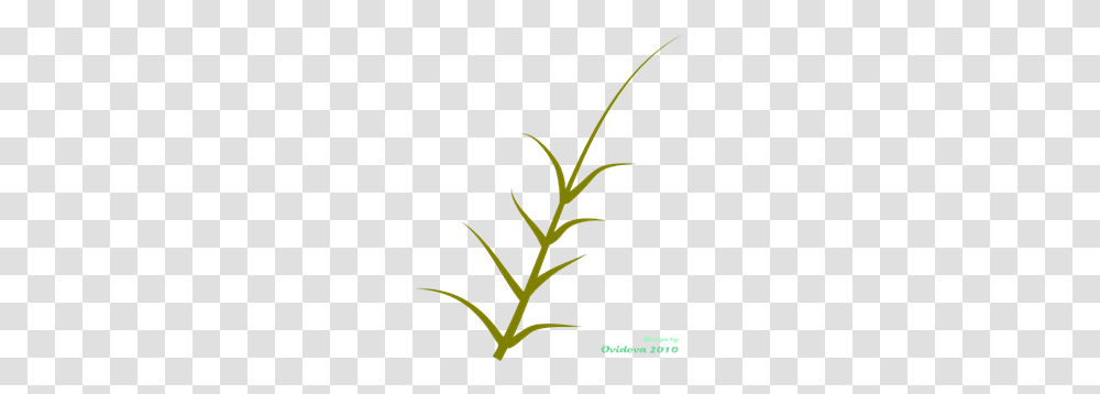 Plant Images Icon Cliparts, Flower, Blossom, Acanthaceae, Sesame Transparent Png