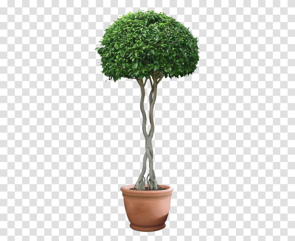 Plant Images, Tree, Leaf, Tree Trunk, Lamp Transparent Png