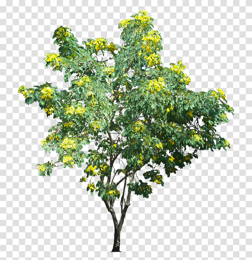 Plant Images Tree Service, Bush, Vegetation, Flower, Potted Plant Transparent Png