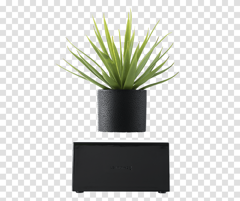 Plant In Black Vase, Potted Plant, Jar, Pottery, Aloe Transparent Png