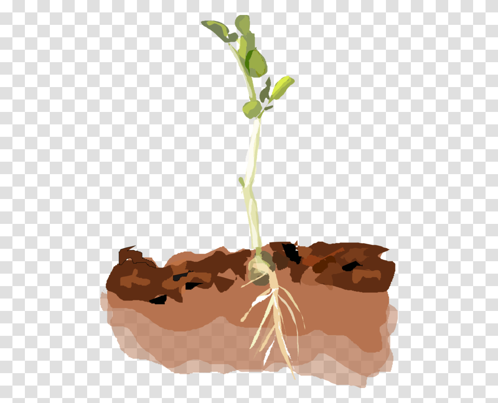 Plant In Soil Clipart, Root, Sprout, Produce, Food Transparent Png