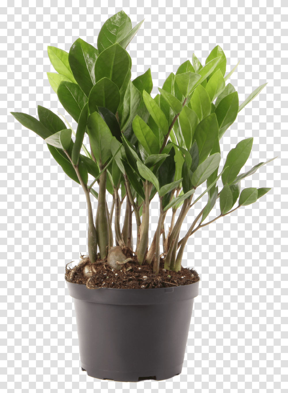 Plant Indoor Zamioculcas, Tree, Palm Tree, Arecaceae, Flower Transparent Png