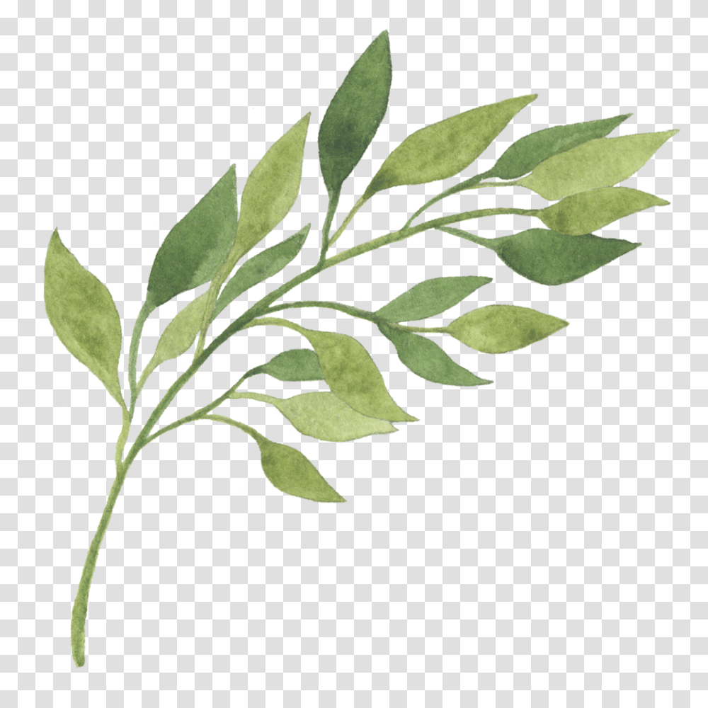 Plant, Leaf, Grass, Produce Transparent Png