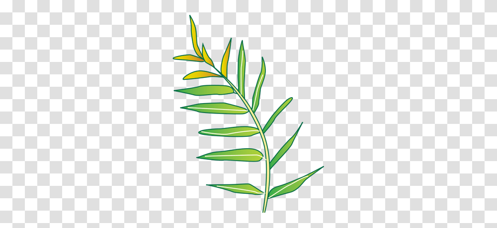 Plant, Leaf, Green, Fern Transparent Png