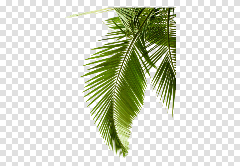 Plant Leaf Photography Tree Arecaceae Palm Leaves Clipart Palm Leaf Background, Green, Vegetation, Flower, Blossom Transparent Png