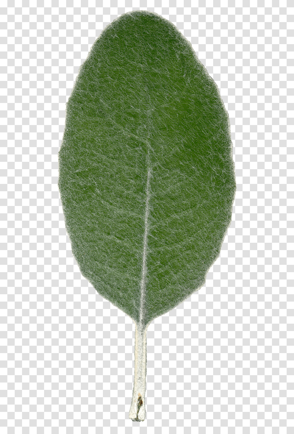 Plant Leaf Texture Front View By Hhh316 Common Sage, Tennis Ball, Sport, Sports, Veins Transparent Png