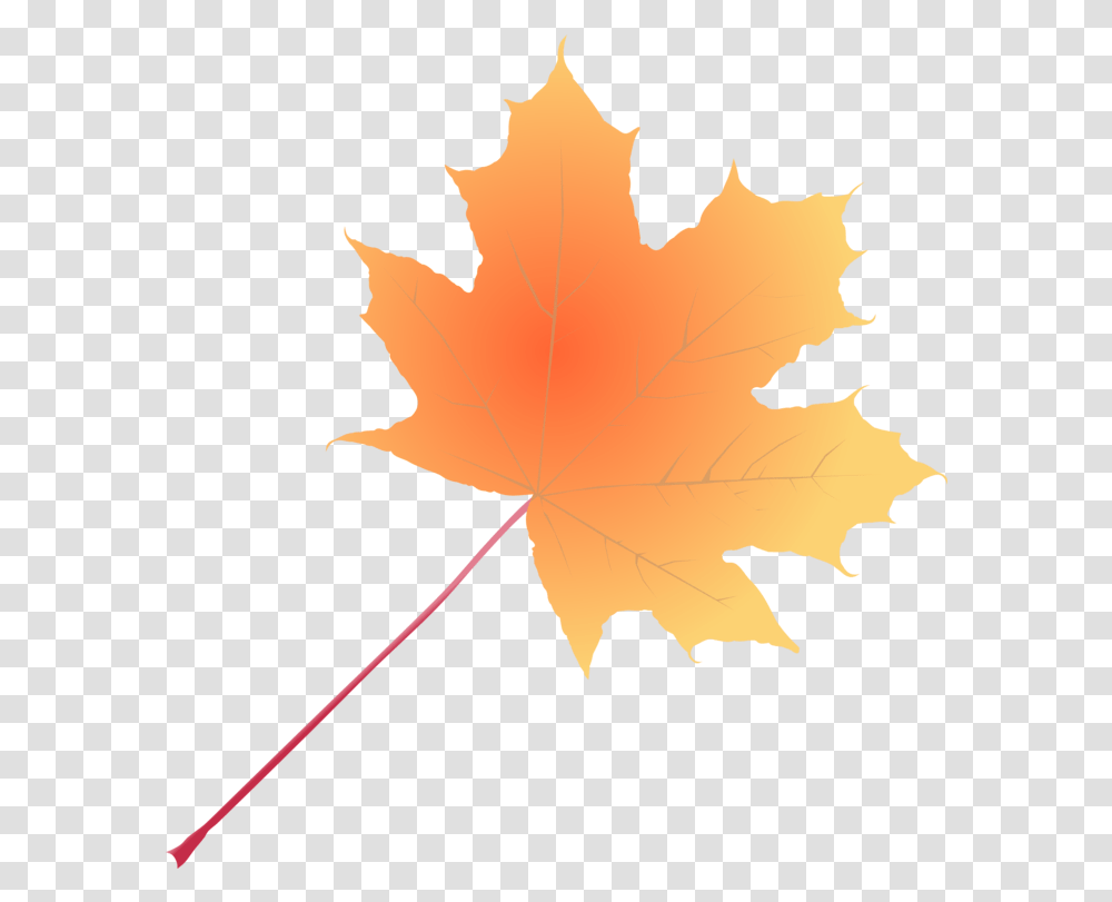 Plant Leaf Tree Clipart Maple, Maple Leaf, Person, Human Transparent Png