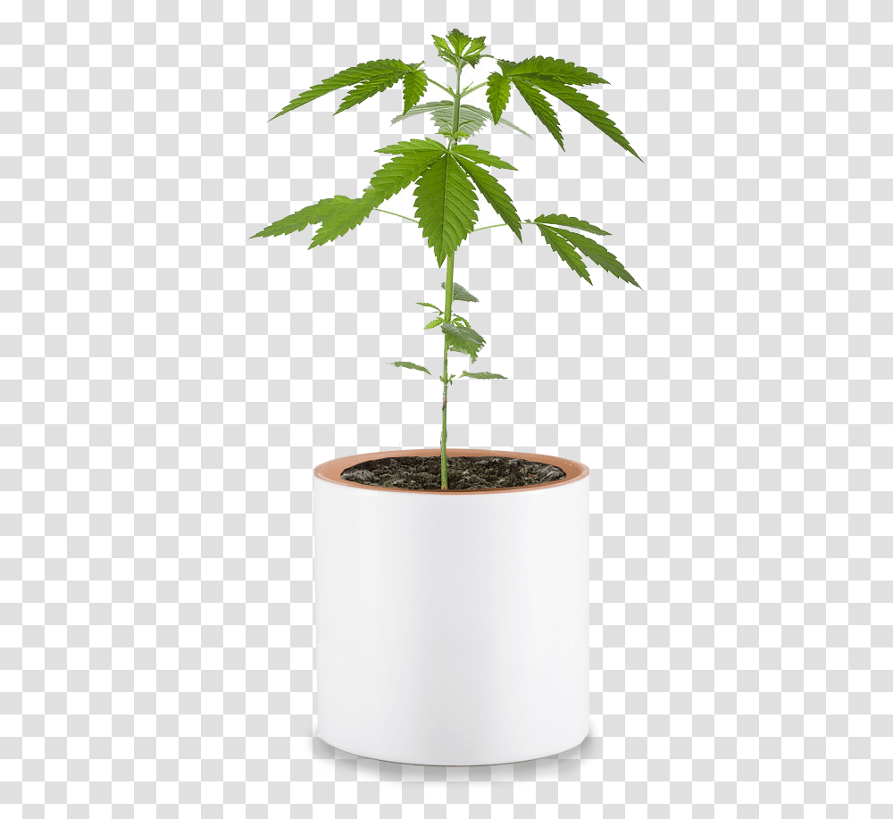 Plant, Leaf, Tree, Green Transparent Png