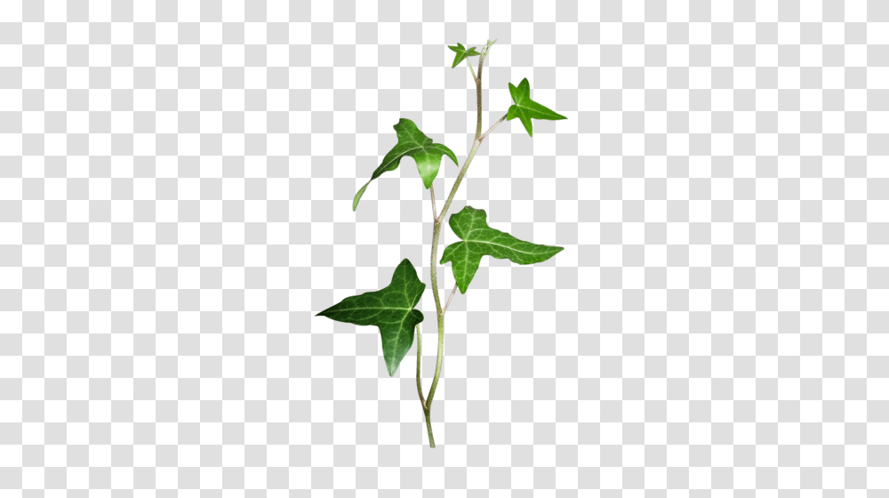 Plant, Leaf, Tree, Ivy Transparent Png