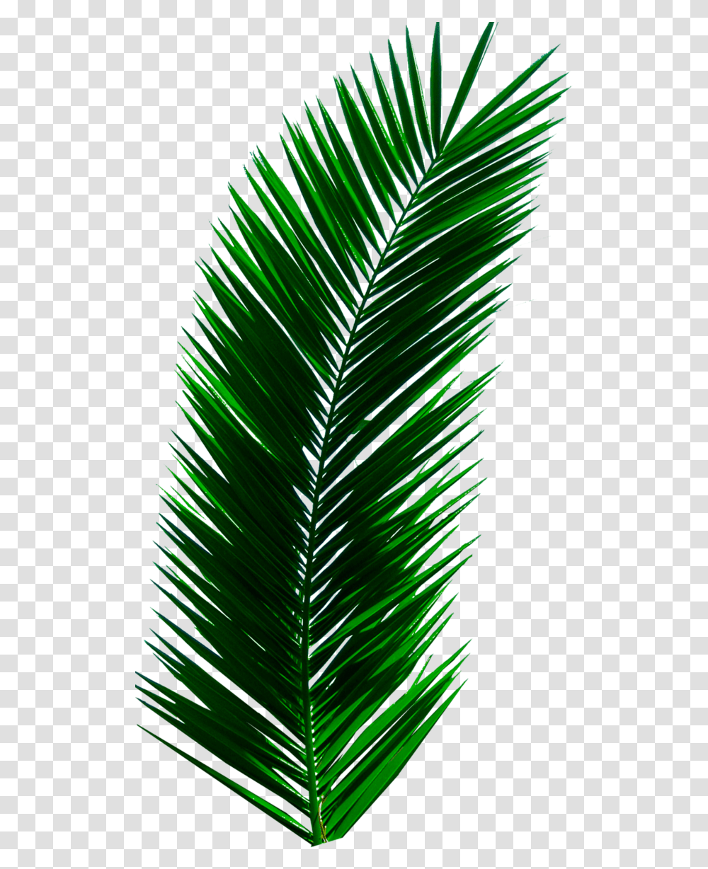Plant Leaves Palm Tree Green Nature Aesthetic Palm Tree Leaf, Fir, Abies, Conifer, Fern Transparent Png