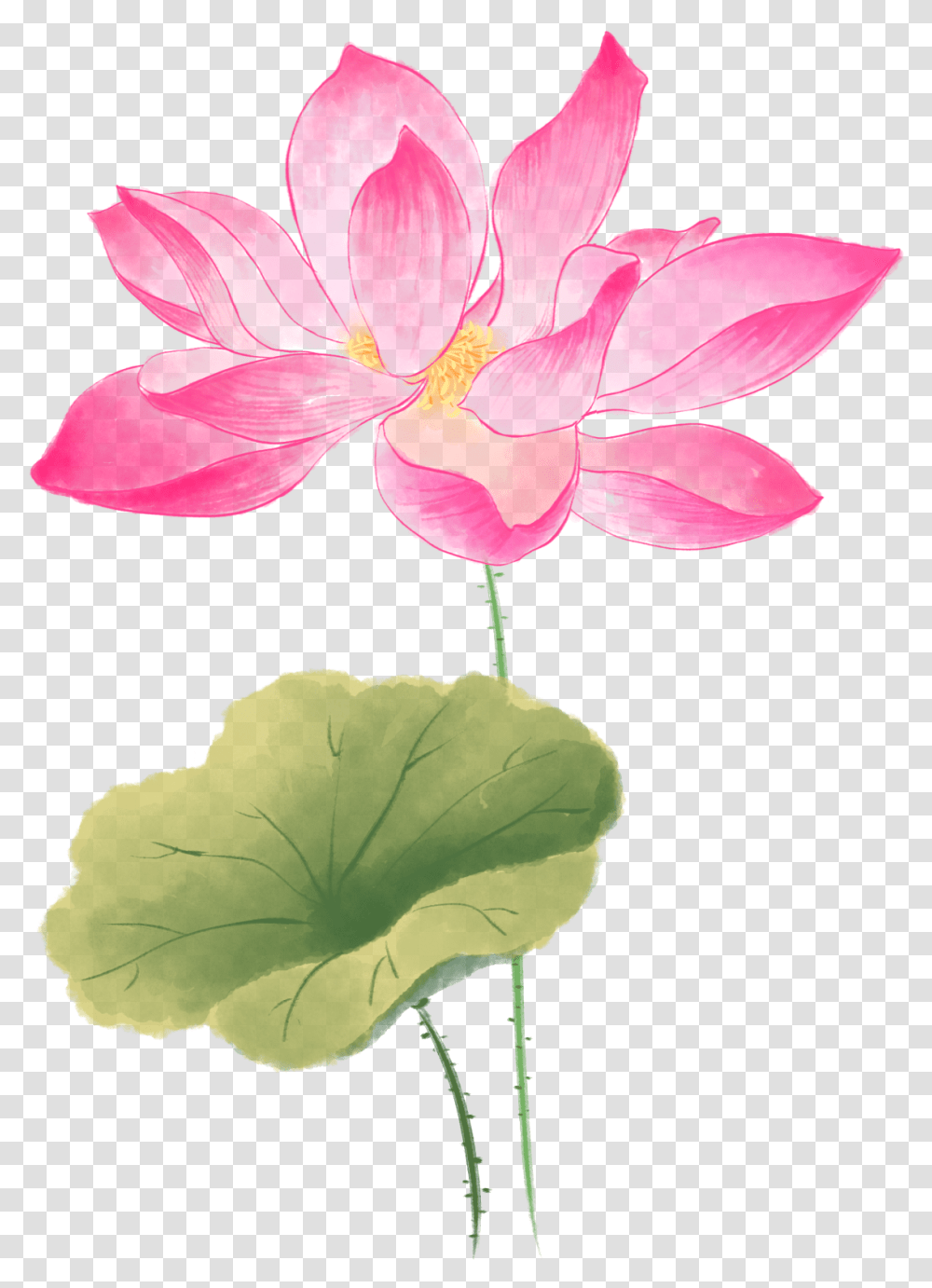 Plant, Lily, Flower, Blossom Transparent Png