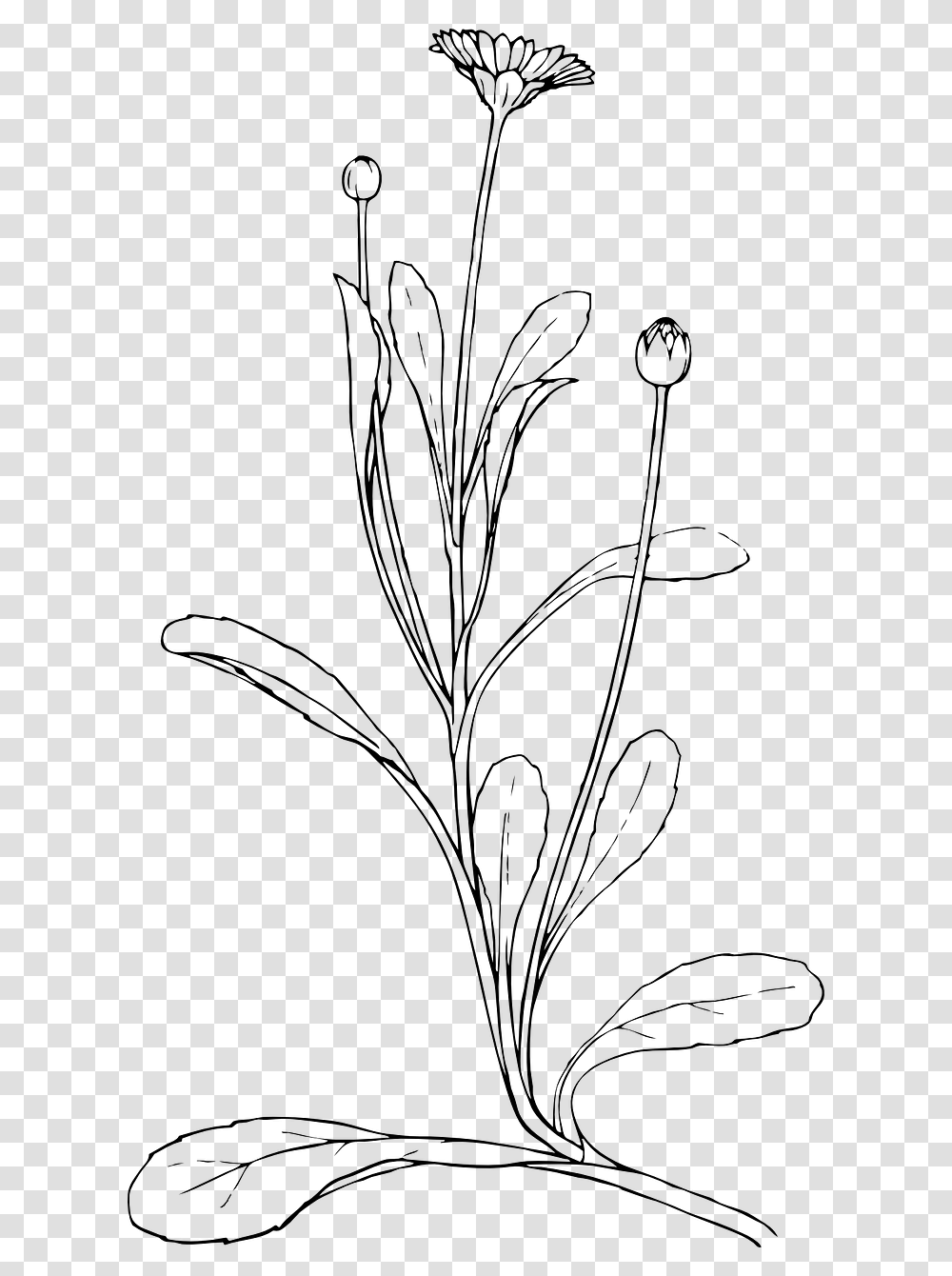 Plant Line Art Vector Free, Gray, World Of Warcraft Transparent Png