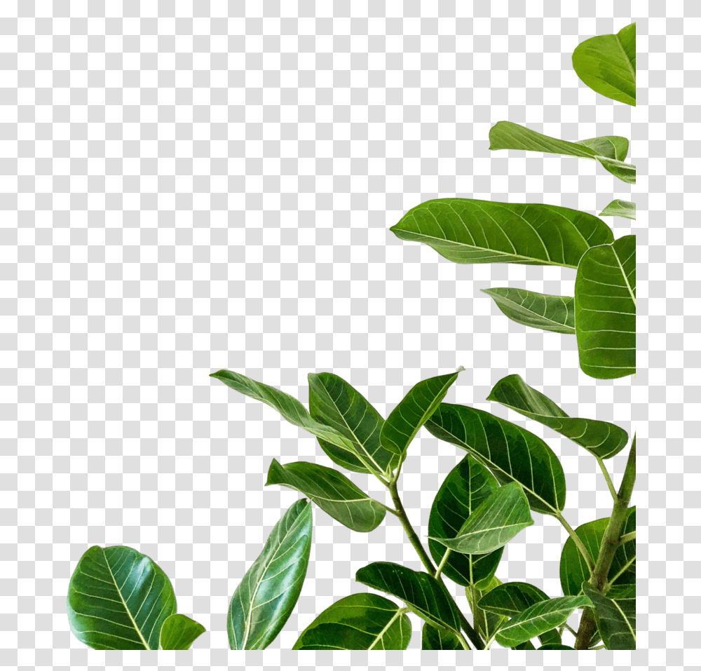 Plant Minimalist White Background Iphone, Leaf, Vegetation, Annonaceae, Tree Transparent Png