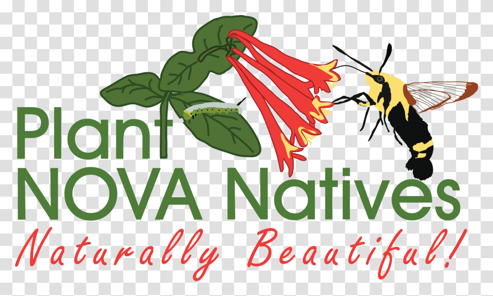 Plant Nova Natives, Vegetation, Bird, Animal Transparent Png