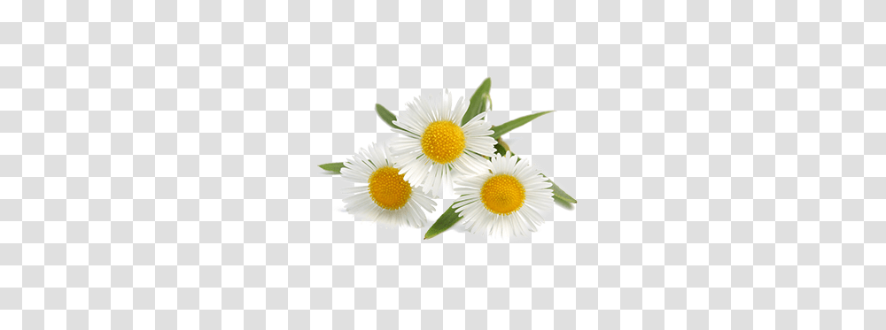 Plant Oxeye Daisy German Chamomile Tea Chamomile Flower Extract, Daisies, Blossom, Art, Graphics Transparent Png