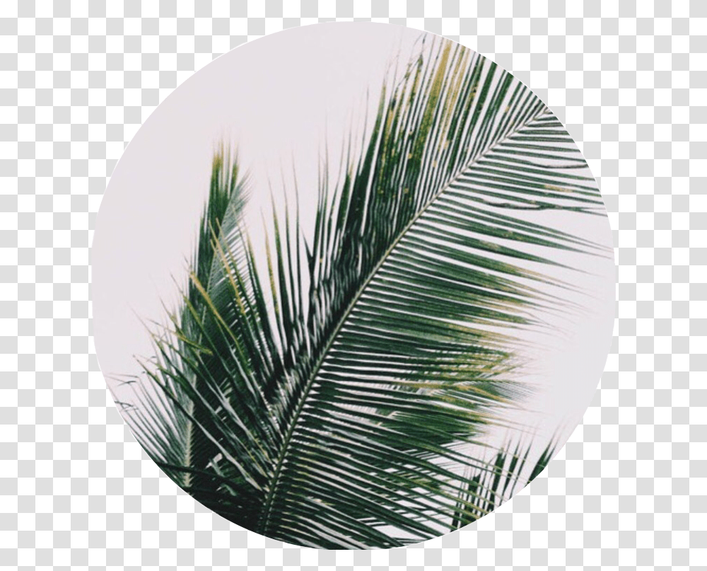 Plant Palmtree Nature Plants Leaves Leaf Tumblr Plants Iphone Home Screen, Rug, Sphere, Palm Tree Transparent Png