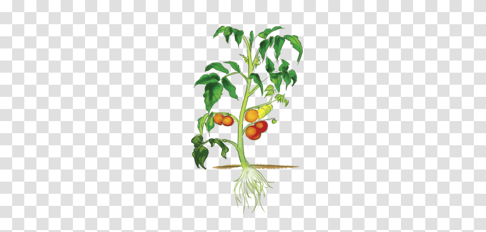 Plant Parts Ews Plant Doctor, Produce, Food, Fruit, Apricot Transparent Png
