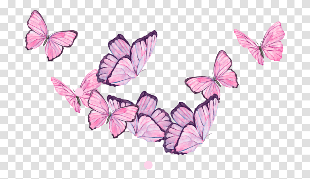 Plant, Petal, Flower, Blossom Transparent Png