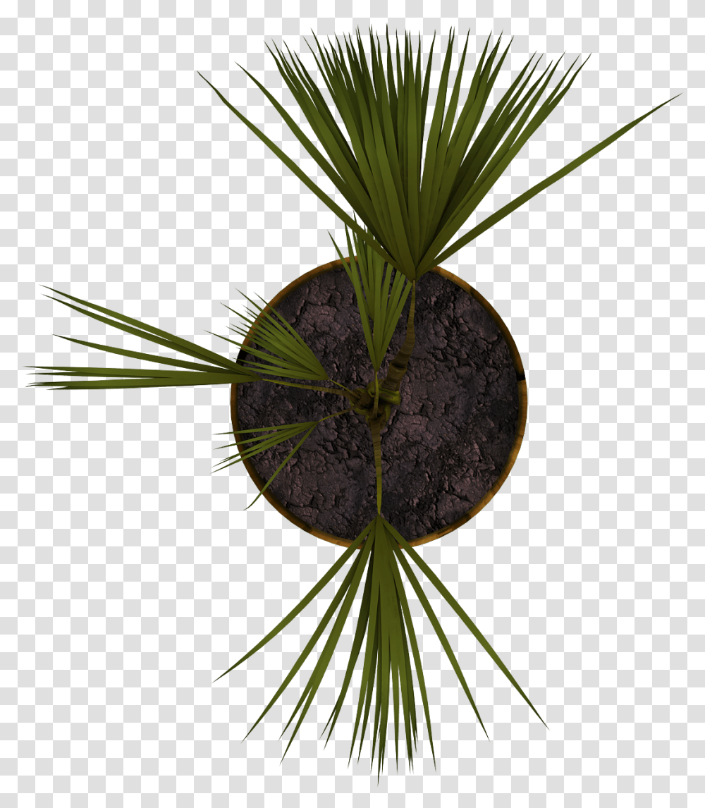 Plant Planta En Planta, Tree, Palm Tree, Arecaceae, Flower Transparent Png