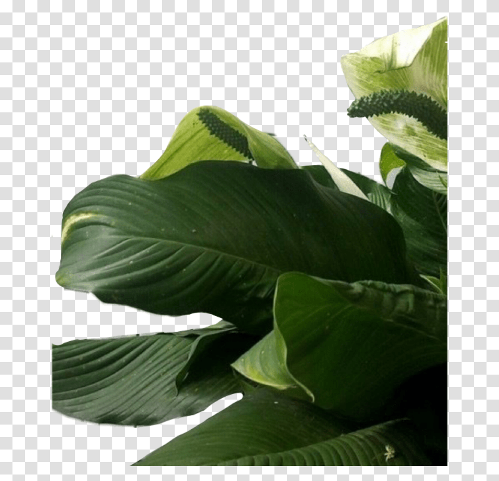 Plant Plants Leaf Leaves Aesthetic Green Freetoedit Aesthetic Green Leaves, Flower, Blossom, Araceae, Flower Arrangement Transparent Png