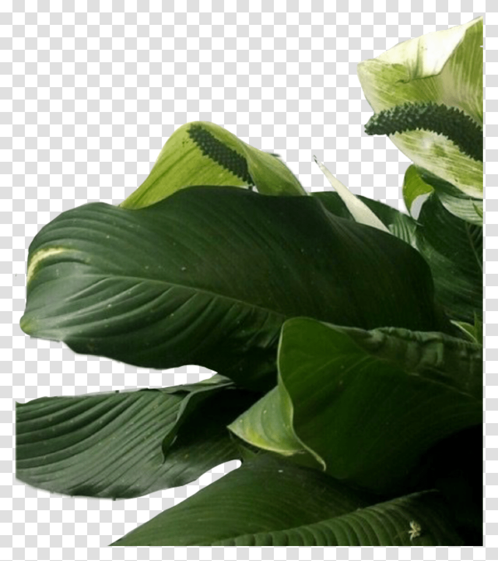 Plant Plants Leaf Leaves Aesthetic Green Freetoedit Leaf Aesthetic Background, Flower, Blossom, Araceae, Veins Transparent Png