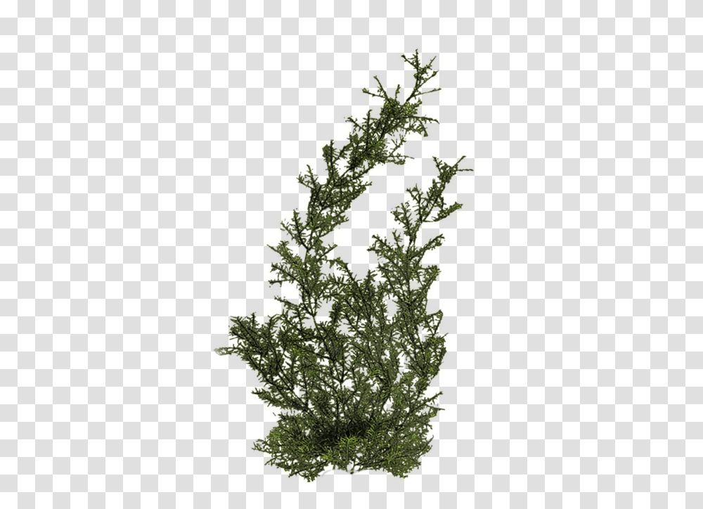 Plant Pngs 4 Image Water Plants, Christmas Tree, Ornament, Pattern, Fractal Transparent Png