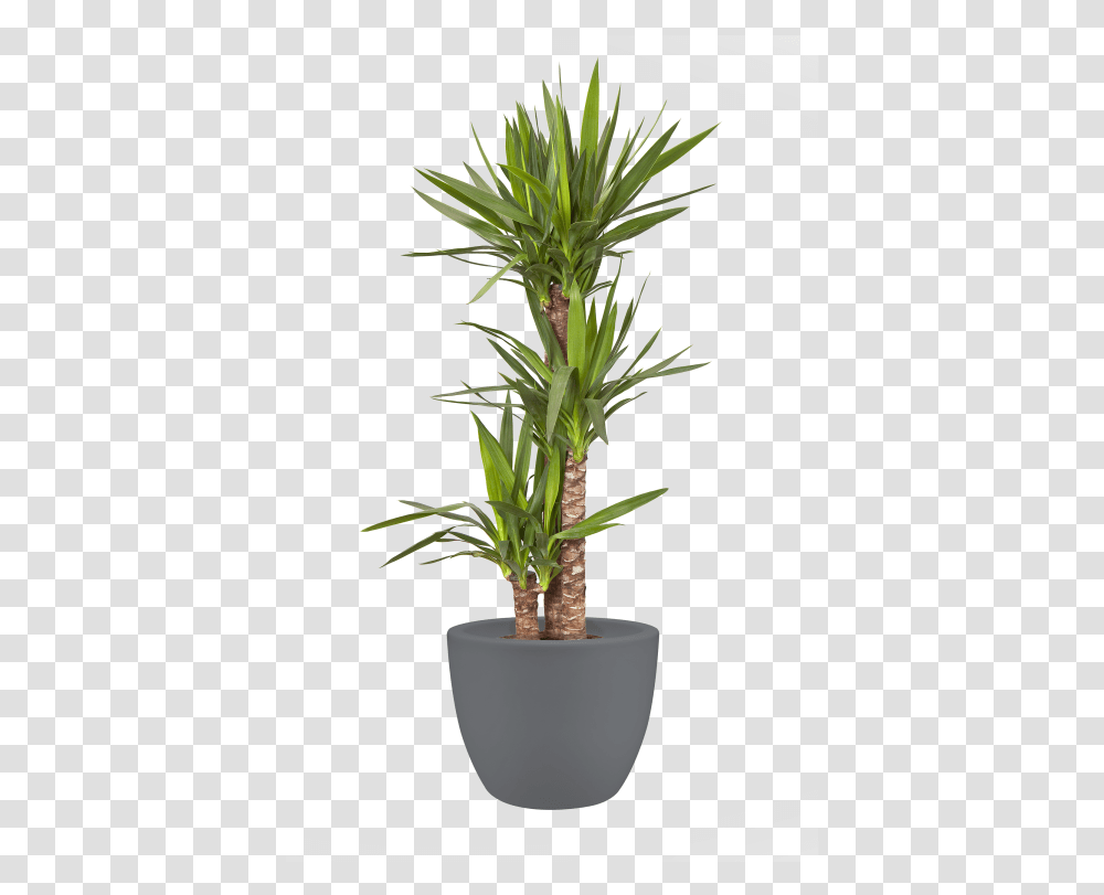 Plant Pot Large, Palm Tree, Arecaceae, Flower, Blossom Transparent Png