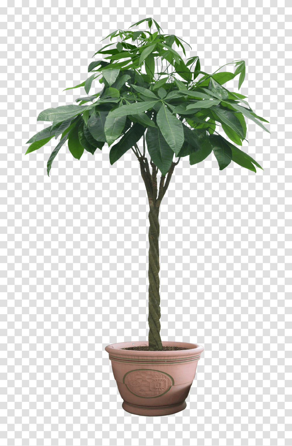 Plant Potted Flower Image Potted Tree, Leaf, Palm Tree, Arecaceae Transparent Png