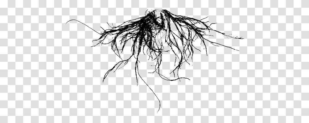 Plant Roots Vector Clipart Small Tree Root, Animal, Insect, Invertebrate, Spider Transparent Png