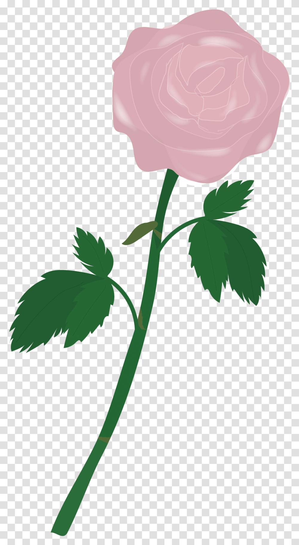 Plant, Rose, Flower, Blossom Transparent Png