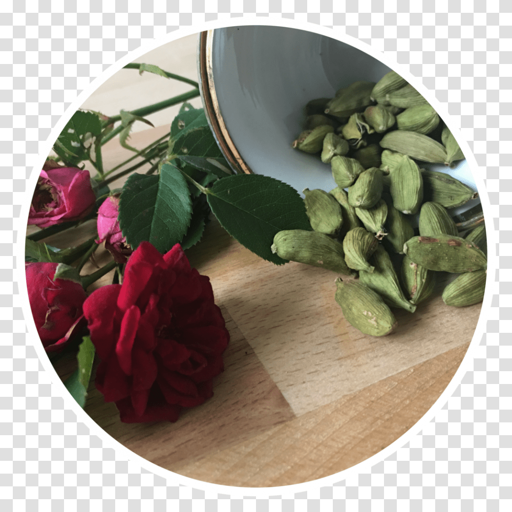 Plant, Rose, Flower, Leaf Transparent Png