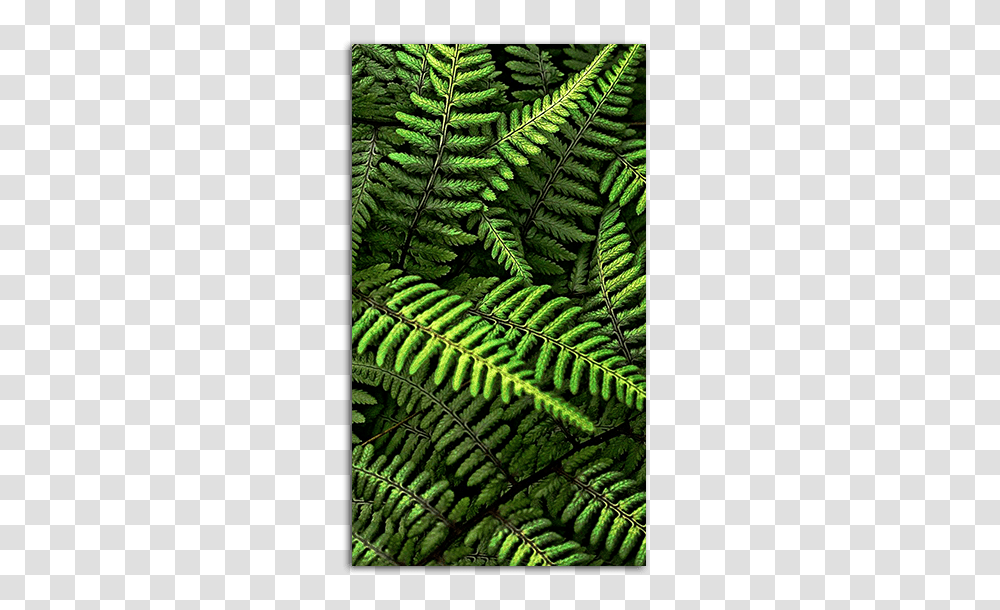 Plant, Rug, Fern, Green Transparent Png