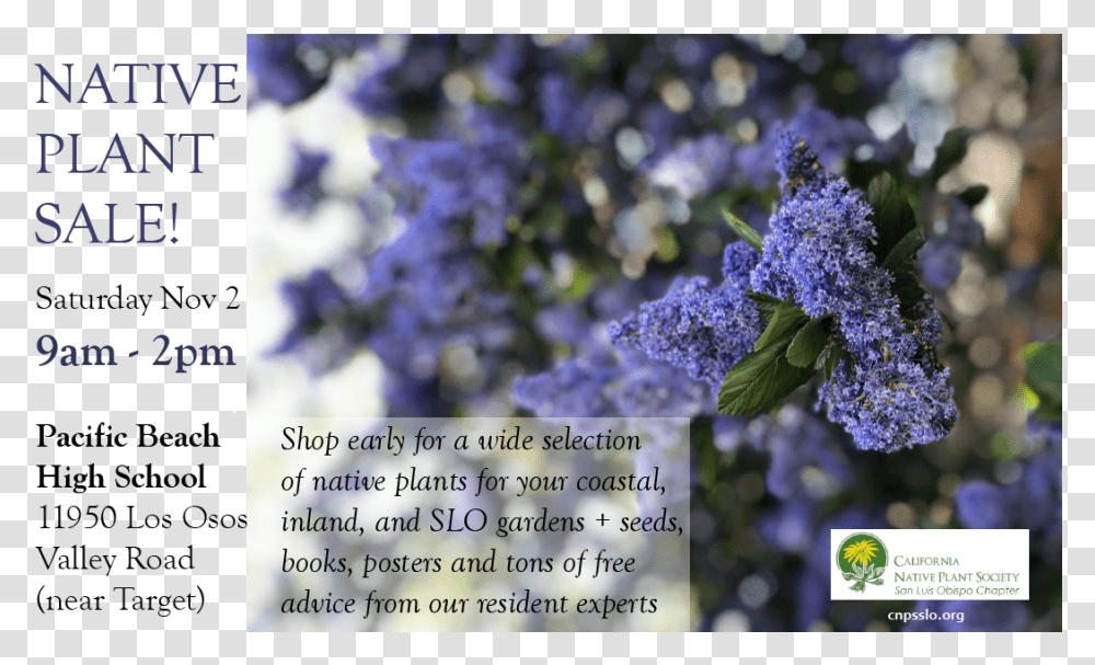 Plant Sale Announcement Volunteers Needed Elm Green Preparatory School, Flower, Lilac, Lupin, Lavender Transparent Png