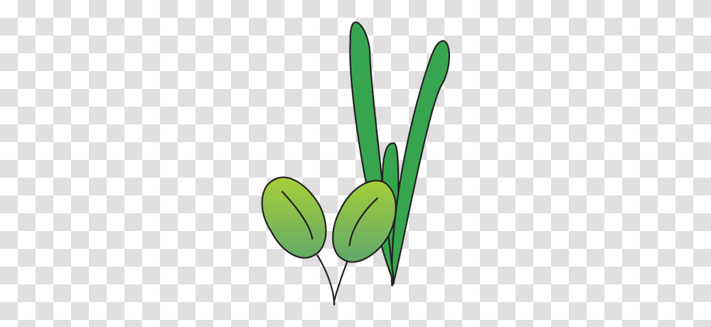 Plant, Scissors, Tree, Flower Transparent Png