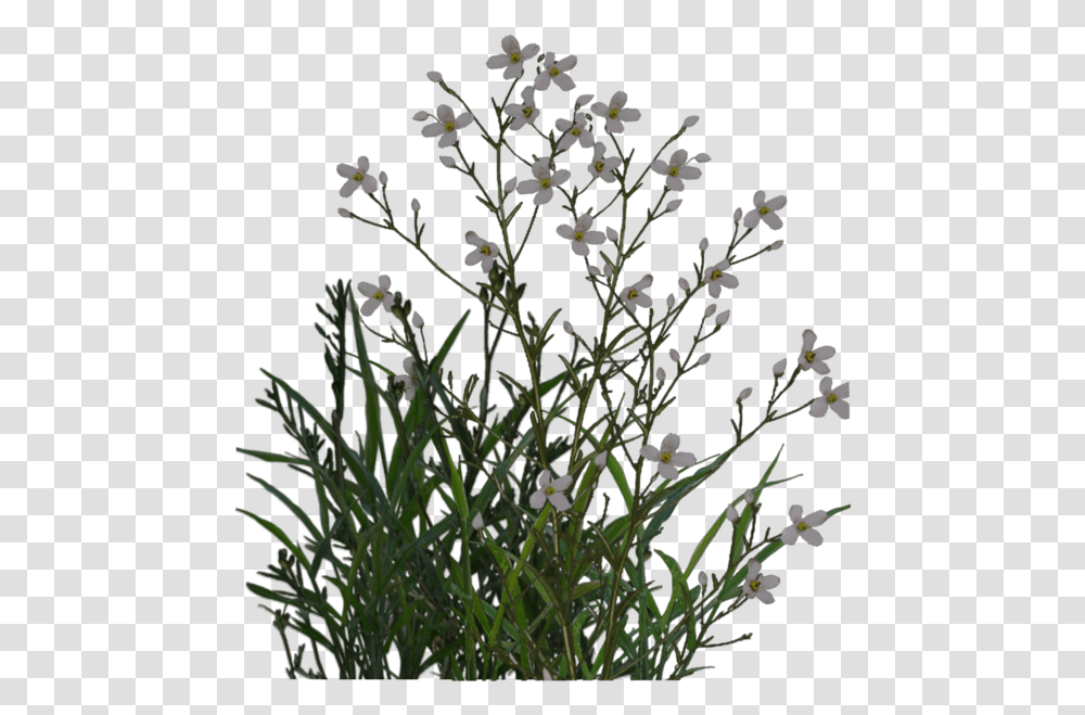 Plant Shrub Flowers, Acanthaceae, Blossom, Arenaria Transparent Png