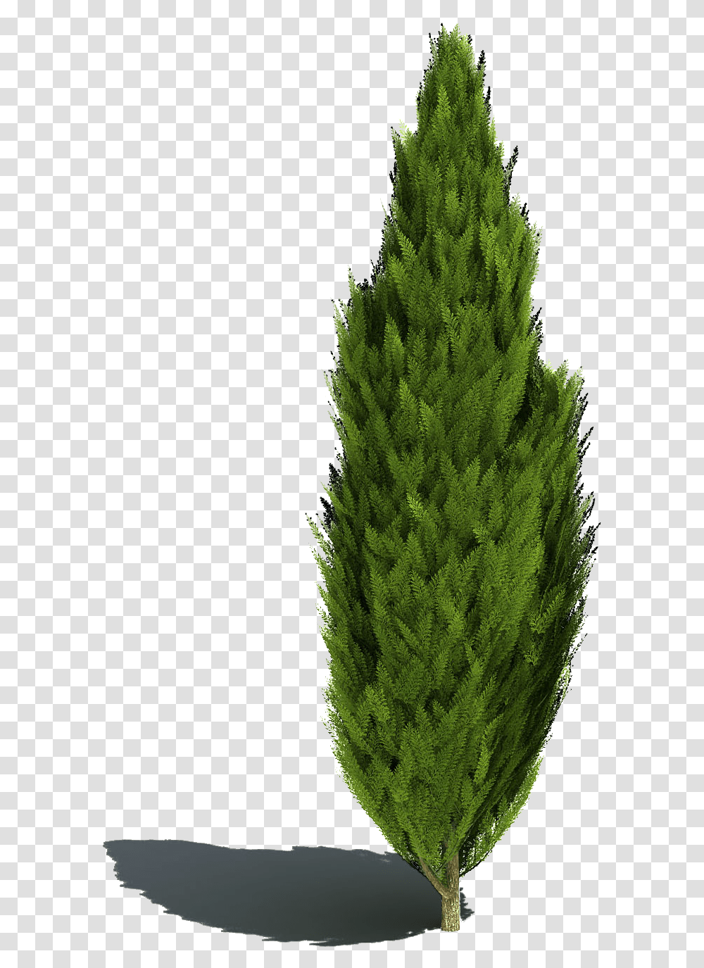 Plant Shrub Landscape Sketch Tree Bush Photoshop, Conifer, Fir, Spruce, Pine Transparent Png
