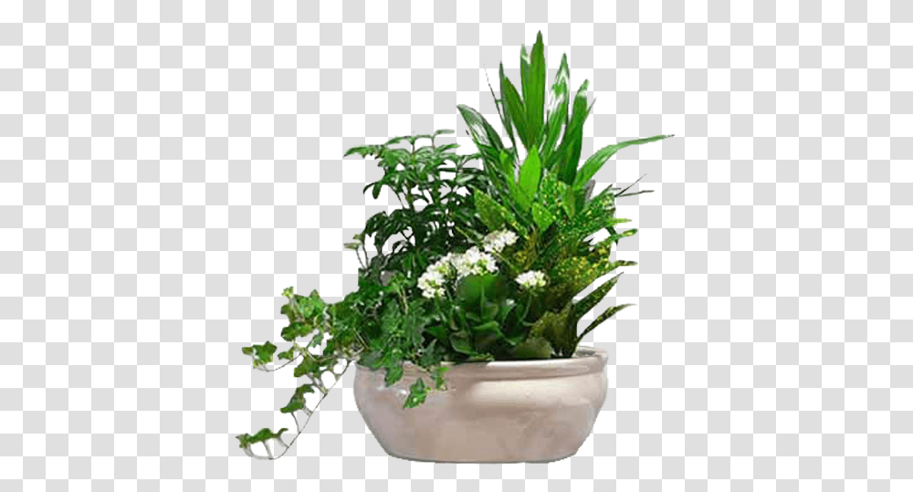 Plant Side View, Potted Plant, Vase, Jar, Pottery Transparent Png