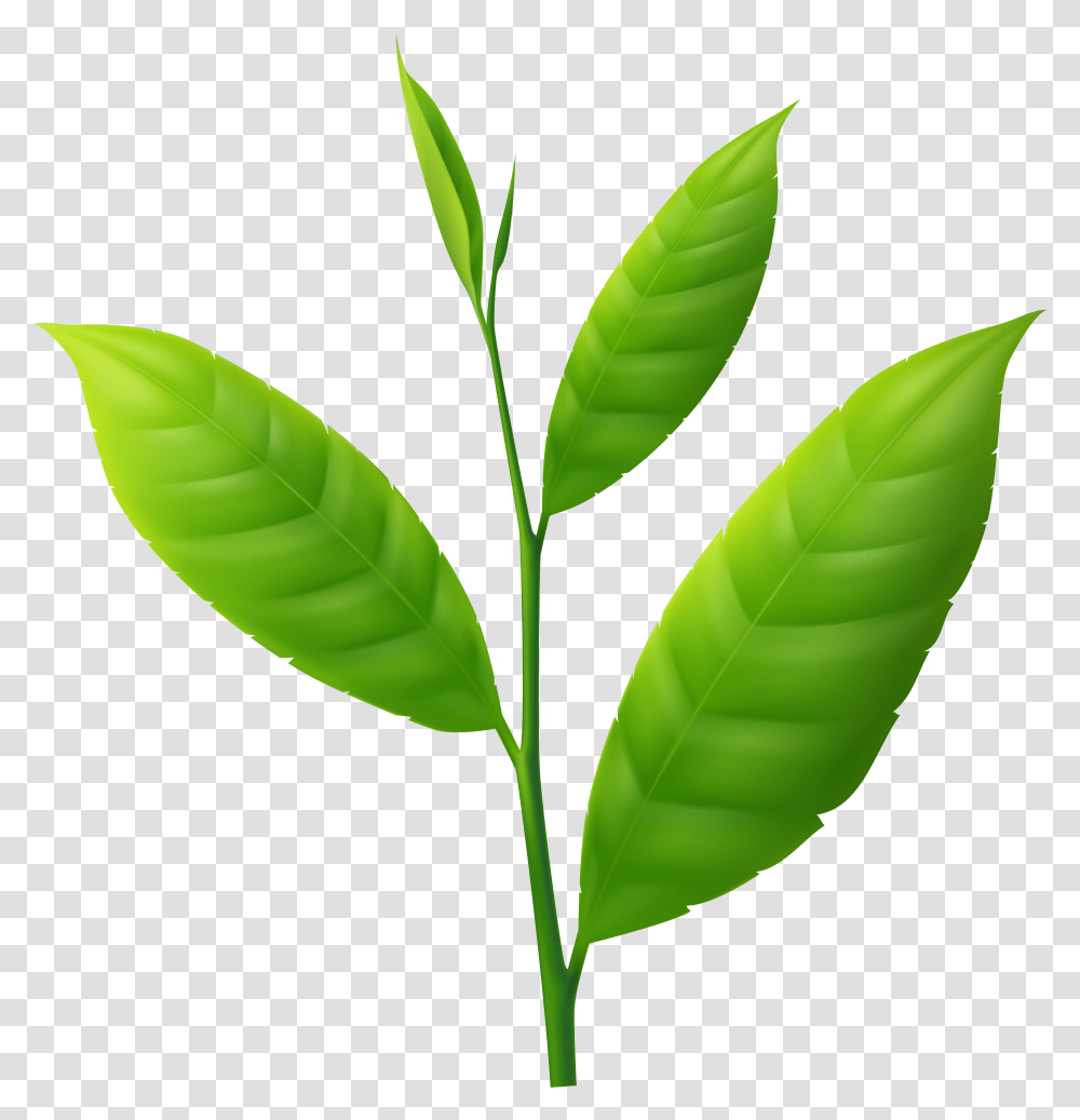 Plant Small Transparent Png