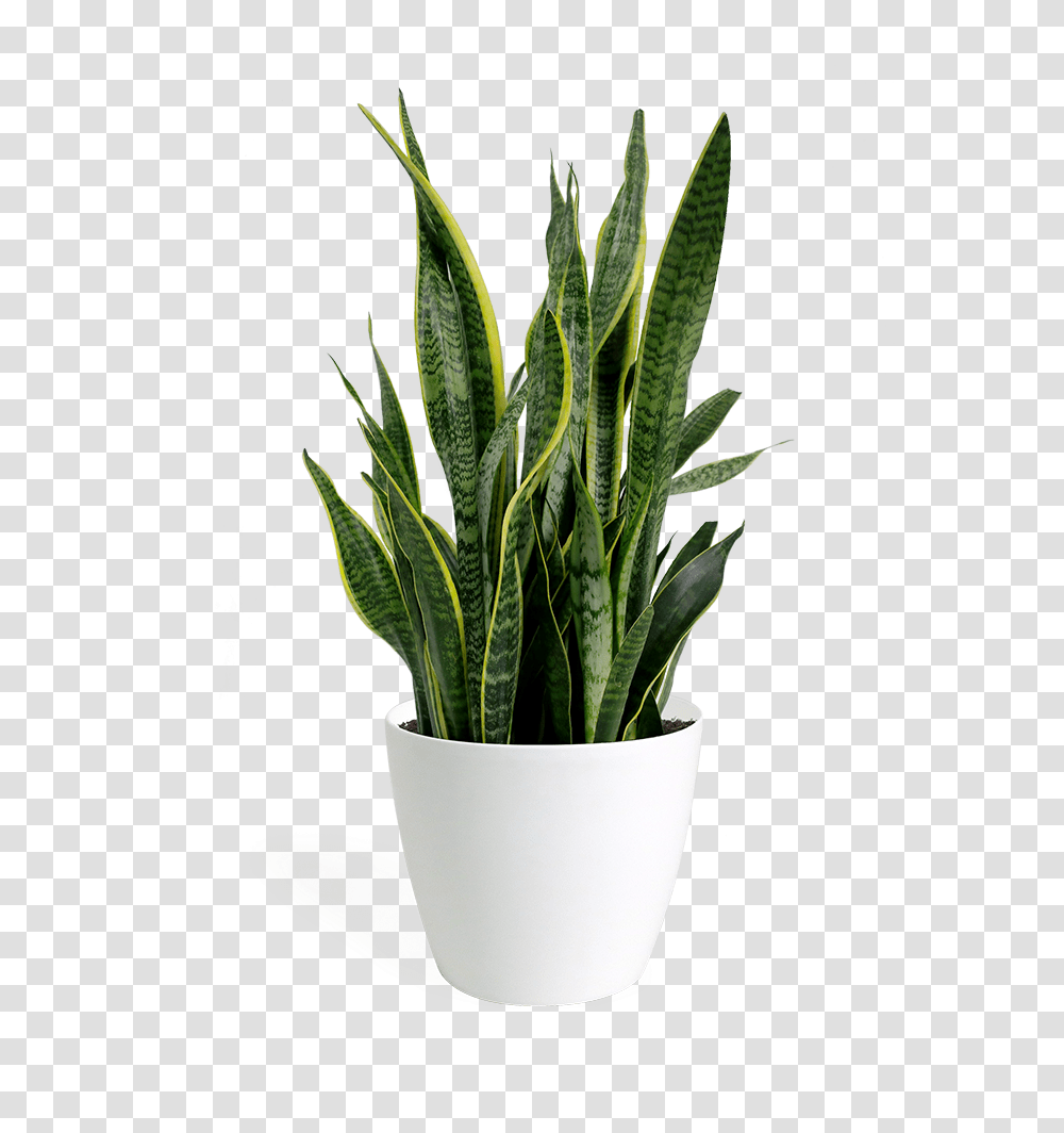 Plant Snake Plant Background, Aloe, Leaf, Grass Transparent Png