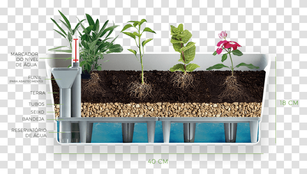 Plant, Soil, Leaf, Sprout Transparent Png