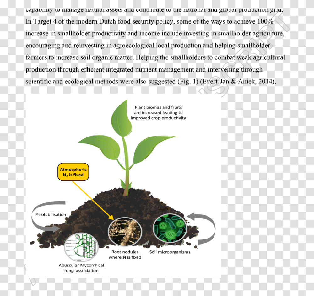 Plant Soil Microbe Interaction, Advertisement, Poster, Flyer, Paper Transparent Png
