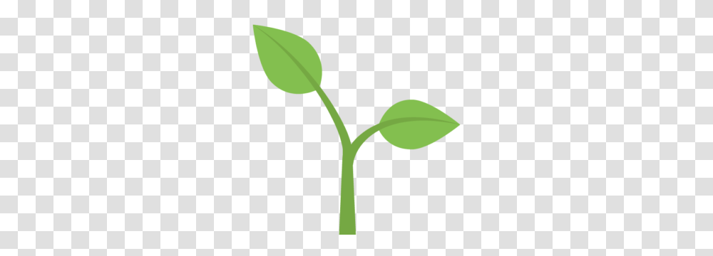 Plant, Sprout, Leaf, Bud Transparent Png