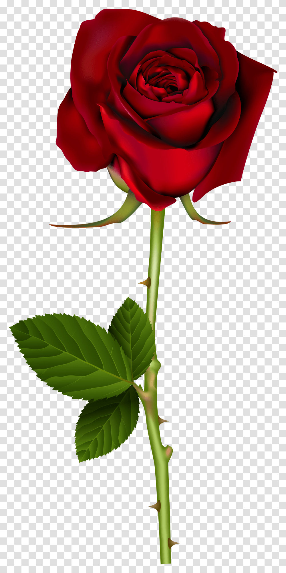 Plant Stem Background Red Rose Transparent Png