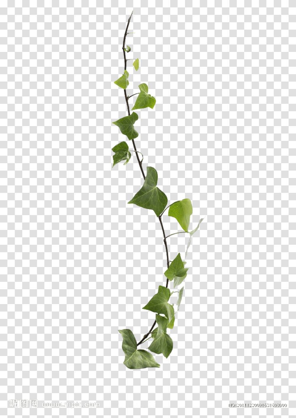 Plant Stem Background Vine, Flower, Blossom, Rose, Leaf Transparent Png