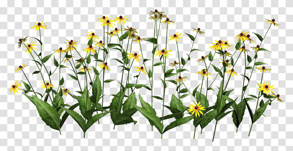 Plant Stem Cut Out Flowers Photoshop, Acanthaceae, Blossom, Daisy, Daisies Transparent Png