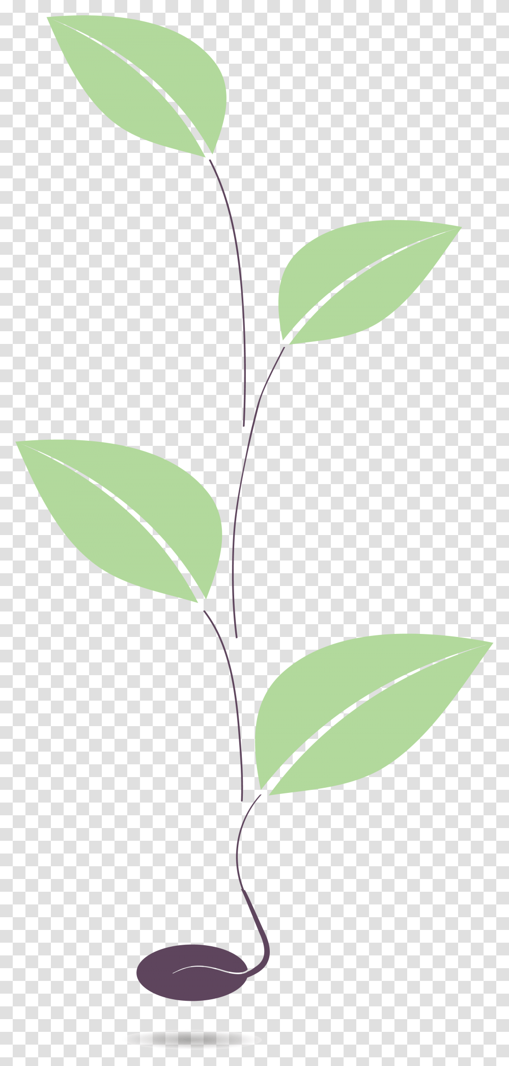 Plant Stem, Leaf, Green, Flower, Blossom Transparent Png