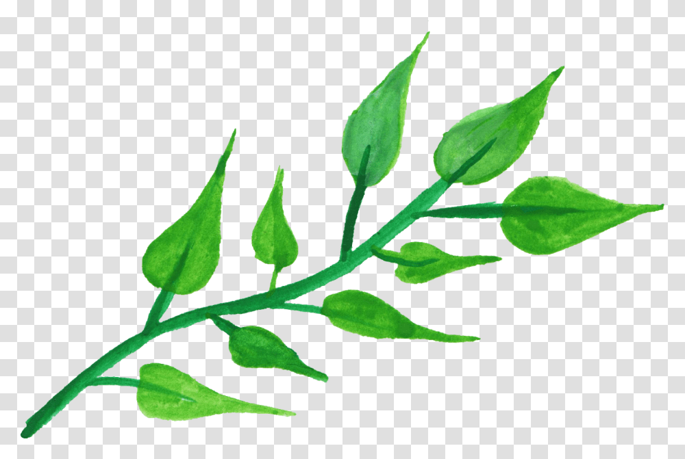 Plant Stem Leaf Watercolor, Flower, Blossom, Green, Acanthaceae Transparent Png
